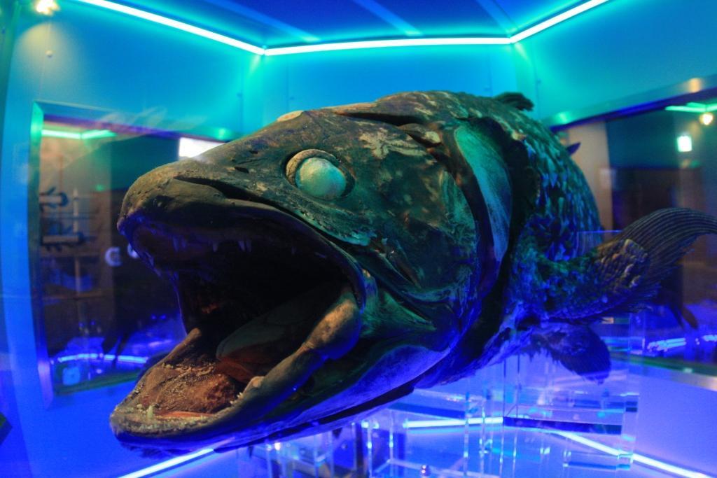 深海の神秘がここに 沼津港深海水族館 ガッツレンタカー 富士店 ガッツレンタカー公式ブログ