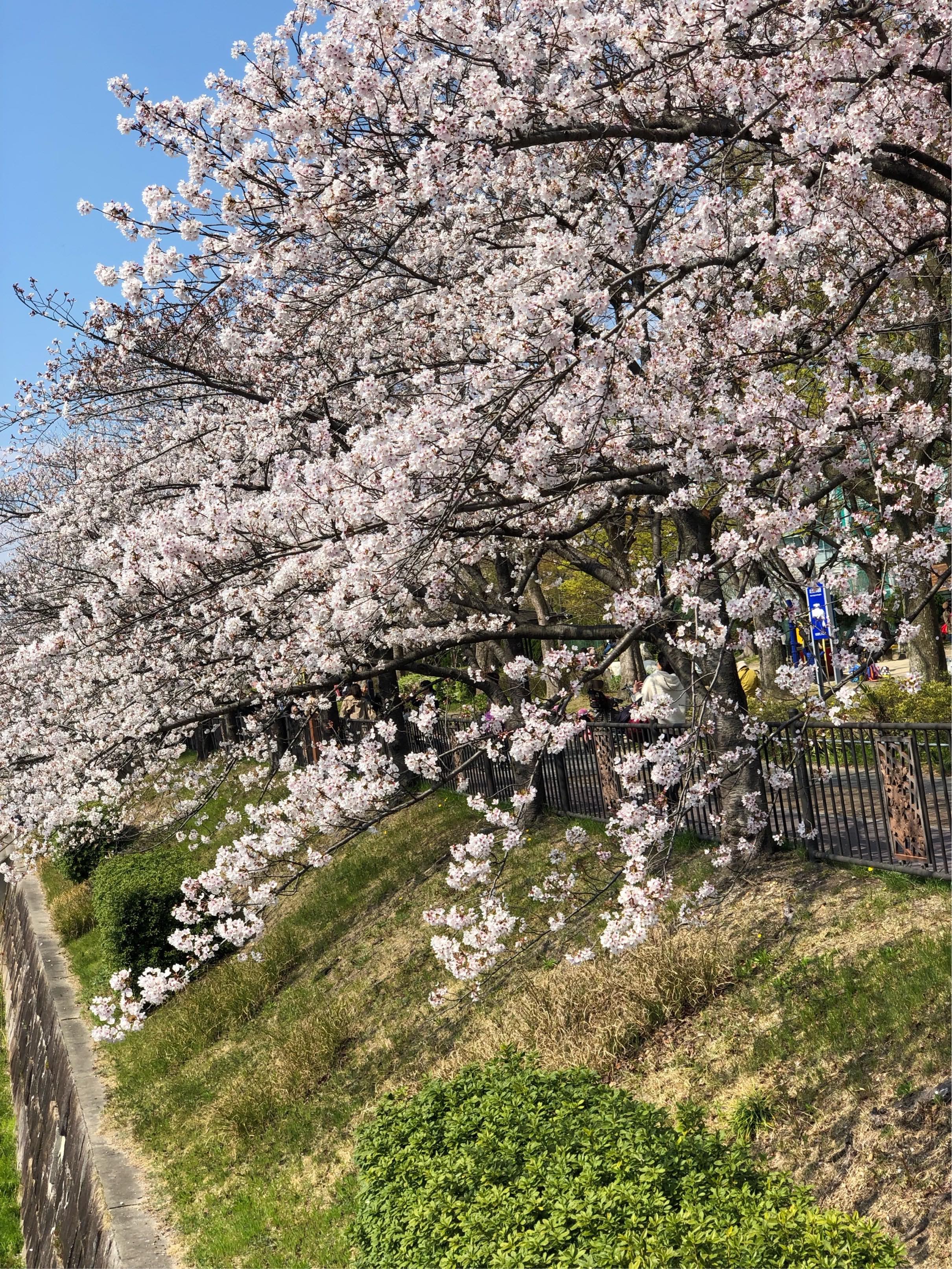山崎川の桜　（名古屋市）