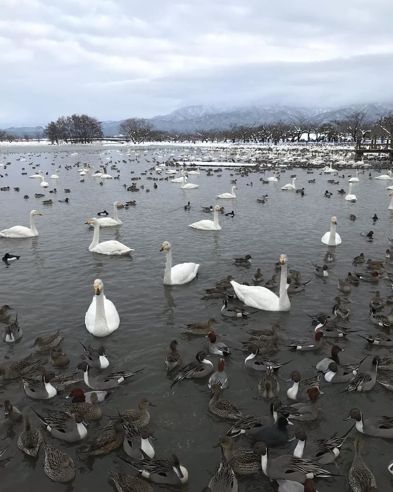 【新潟駅前店】白鳥や水鳥の楽園～瓢湖水きん公園