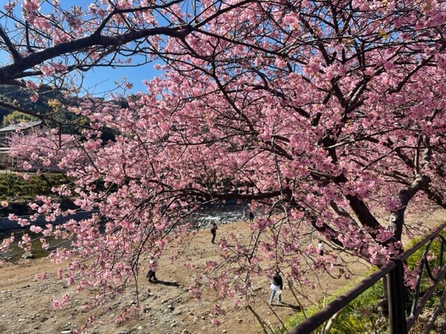 【小田原店】河津桜を見に行ってきました