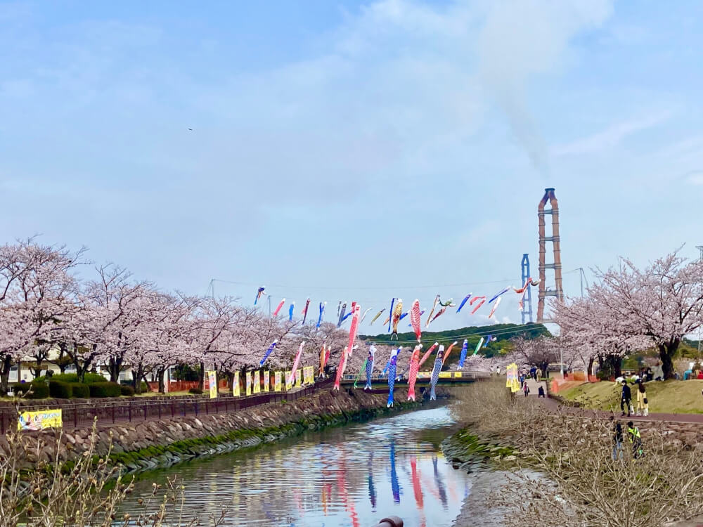 【大分駅前店】平和市民公園の桜🌸