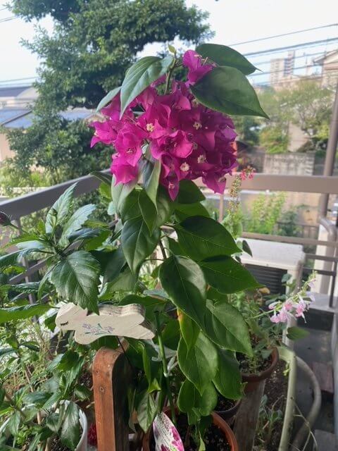 【高城駅前店】我が家のベランダに咲いた花