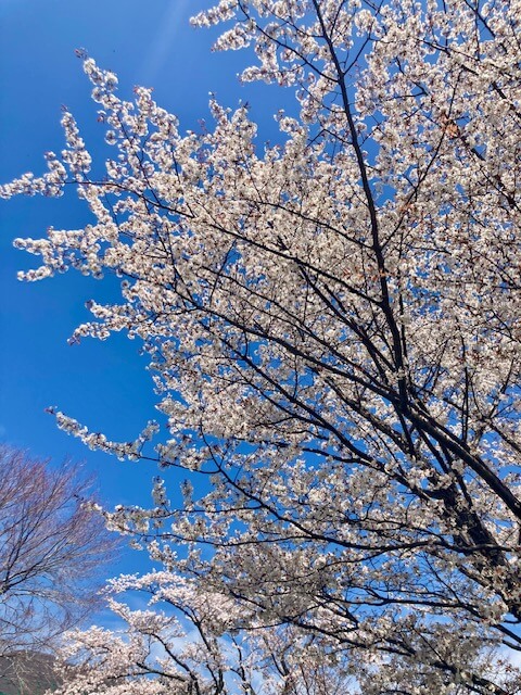 【高城駅前店】桜が満開ですね🌸