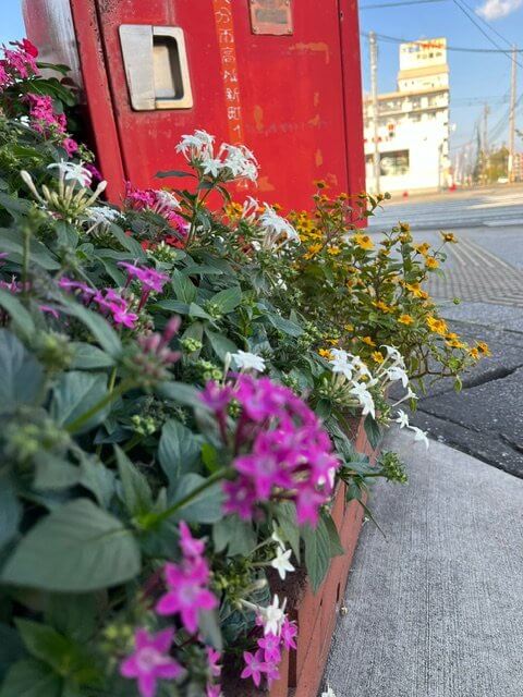 【高城駅前店】花壇を彩るお花の紹介です🏵️