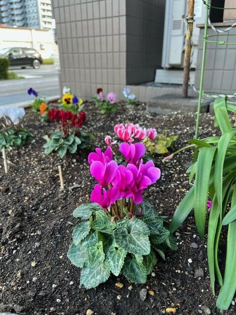 【高城駅前店】冬の花壇のご紹介