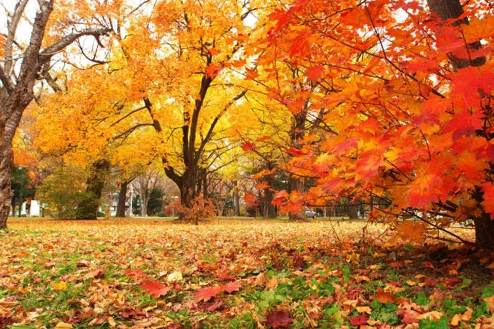 【岩倉店】「【2025年最新】東海三県の紅葉名所10選｜日帰り＆ドライブ旅にも◎」