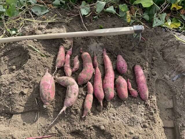 【岩倉店】秋の楽しみ見つけた！東海三県でサツマイモ掘りめぐり🍠