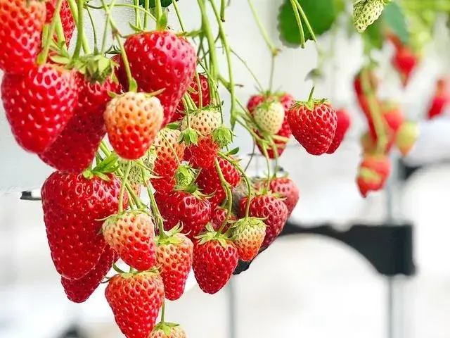 【石巻店】いちごの山✨いちご狩りスポット特集🍓💓