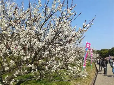 【岩倉店】🌸 佐布里池梅まつり(愛知・知多市)ー 春を告げる梅の祭典 🌸
