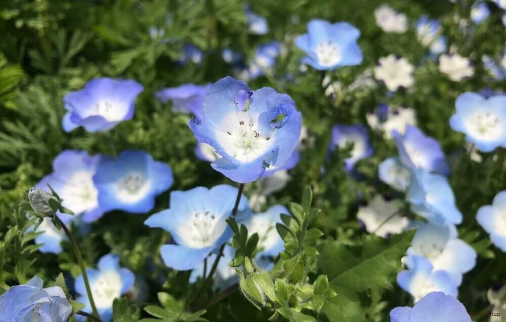 【岩倉店】いよいよ見頃!東海の絶景ネモフィラ花畑5選